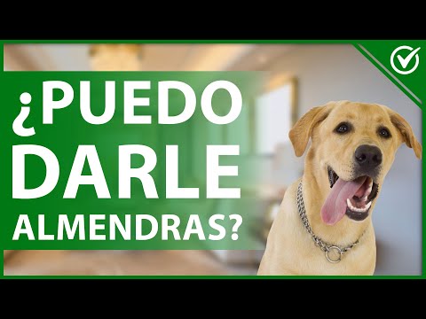 Video: ¿Puede mi perro comer almendras?