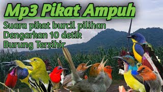 SUARA PIKAT BURUNG KECIL AMPUH, BURCIL PILIHAN.Mp3