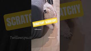 Dog scratching?? #fyp #foryou #cutepets #petcare #funnydog #smalldog #trending #viral #dogsofyoutube