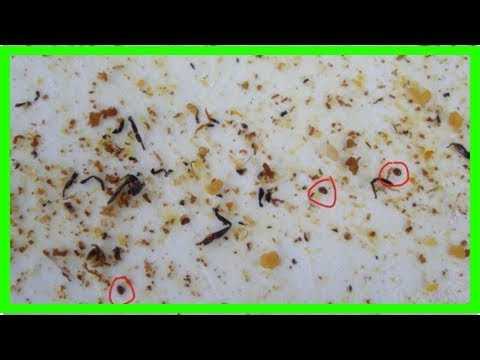 Video: Flea Larvae - Katotohanan Tungkol Sa Flea Larvae