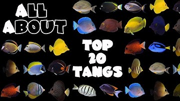 Top 20 Tangs For A Saltwater Tank