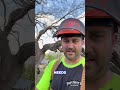 Split Norway Spruce Turned Dangerous | Tree Removal in Clive IA