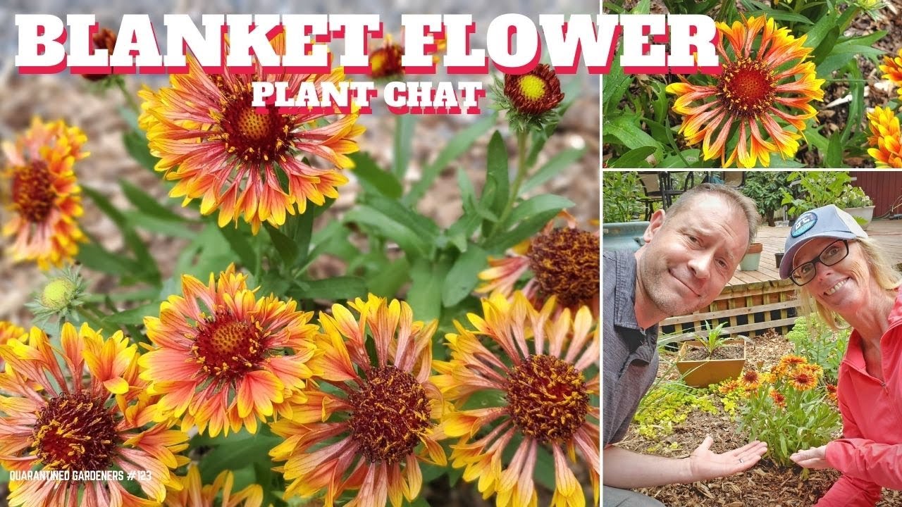 Blanket Flower Care | Gaillardia Plant Chat