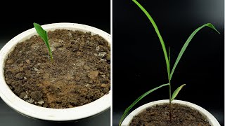 Growing Corn Time Lapse