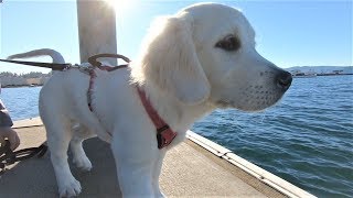 (Eng Sub) Took My Dog to the Pacific Ocean for the First Time