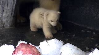 Global Heroes - Polar bear cub takes its first steps outdoors —Reuters