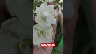 #beutifull white rose #viralshorts #subscribemychannel #