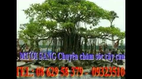 :0932351048.]] nhận cắt, tỉa, chăm sóc cây cảnh tphcm.tphcm