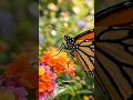 🦋 truth about butterfly jo aap bilkul nhi jante #facts #knoweledgefacts