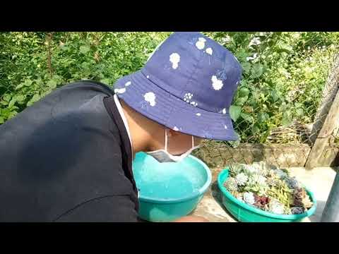 Video Hướng dẫn trồng sen đá phần 2, tỉa rễ và pha thuốc... - youtube