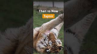 Then Vs Now Tiger Tajmir Four Paws Subs