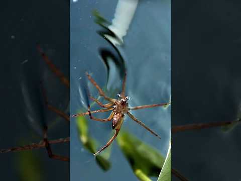 Паук, который ловит рыбу #shorts #facts #интересно #факты #spider