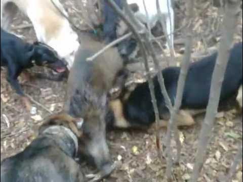 Лов с Мелези 2 - YouTube