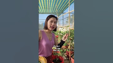 Sắp Tết rồi, trồng cà chua đi!!#nhatrangsadec #trongrausanthuong #thuytrangsadec