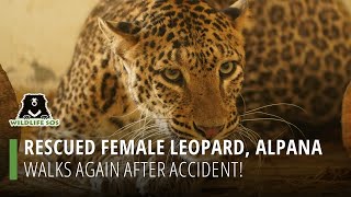 Rescued Female Leopard, Alpana, Walks Again After Accident!