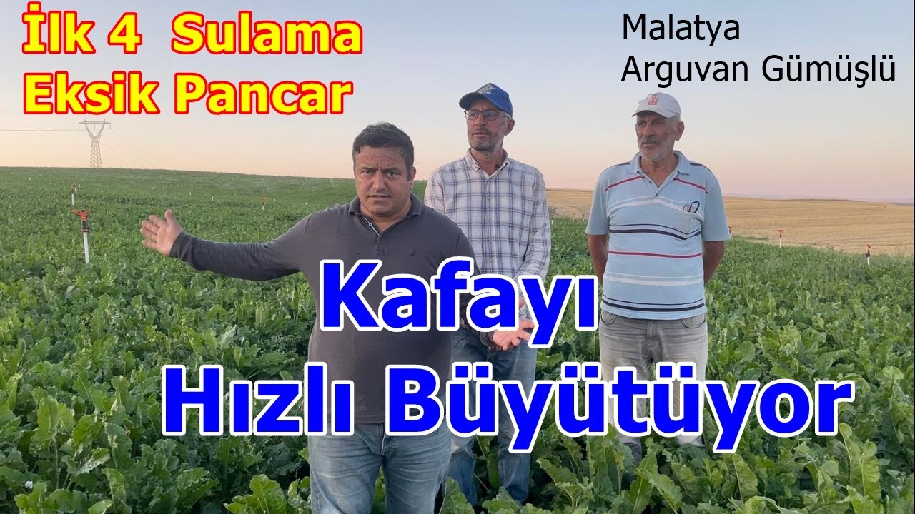 Malatya Arguvan - Pancarda  Damlama - Yağmurlama Gübresi ile  Kafayı Hızlı Büyütmek - İrileştirmek