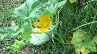 Why I Dont Hand Pollinate Pt2