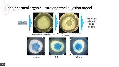 ARVO 2020: Accelerated healing of corneal endothelial lesions by engineered fibroblast growth factor