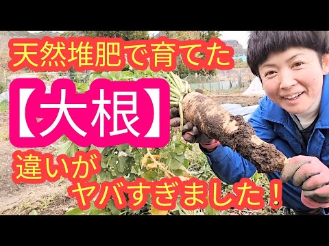 堆肥の完成度をラディッシュテストで簡単チェックする方法