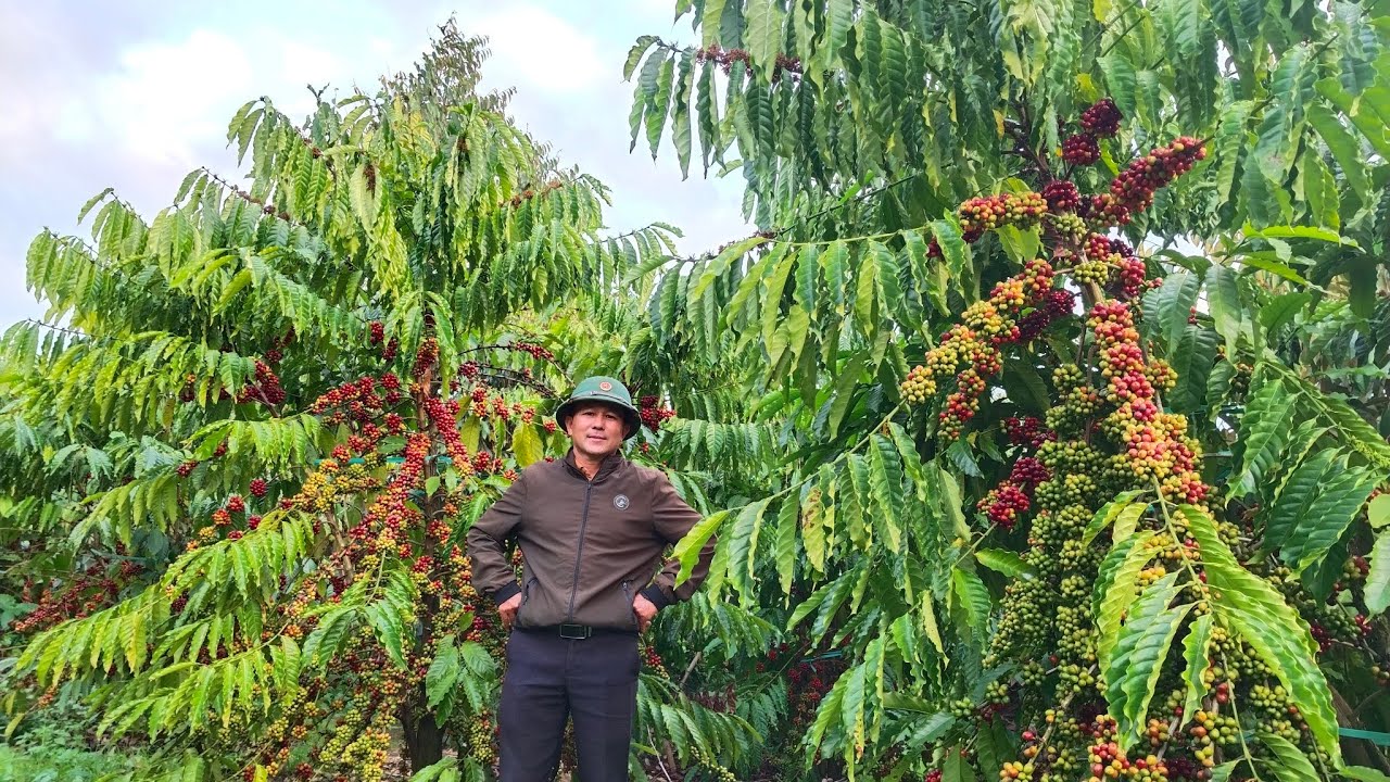 Giá cà phê bấp bênh tâm sự của nhà vườn ai hiểu cho 