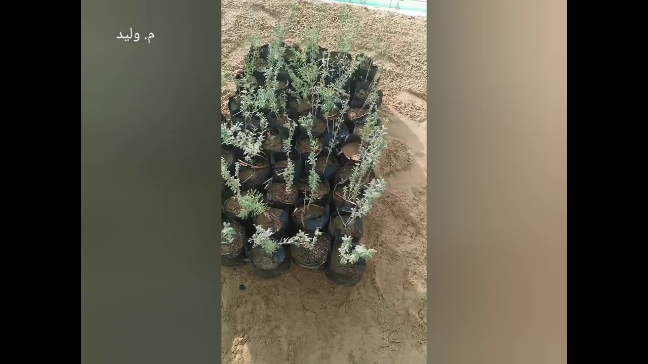 #شجرة_الغاف كيفية زراعه شجرة الغاف. الفرق بين الغاف العادي والغاف العبري