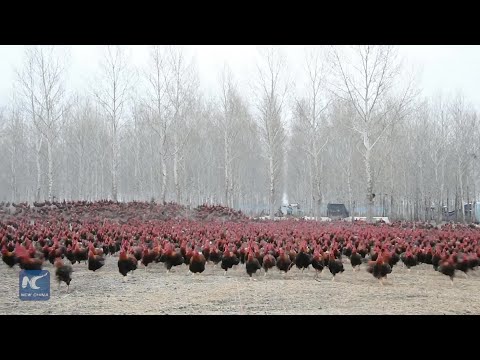 Chinese farmer and his 70,000 chickens become online celebrities