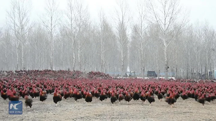 Chinese farmer and his 70,000 chickens become online celebrities - DayDayNews