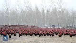 Chinese farmer and his 70,000 chickens become online celebrities screenshot 5