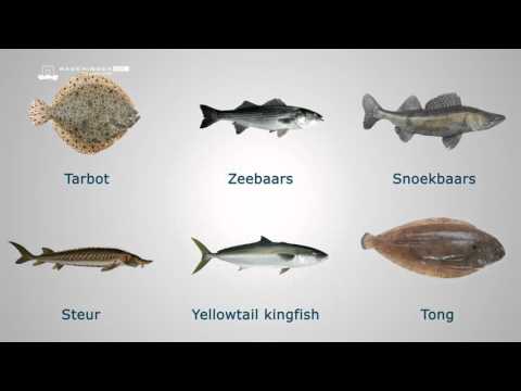 Video: Verschil Tussen Aquacultuur En Visteelt