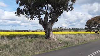 Out In Country With Canola Flowers