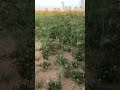  معكازي ابن جدلان فديو ربيع ٢٠٢٣