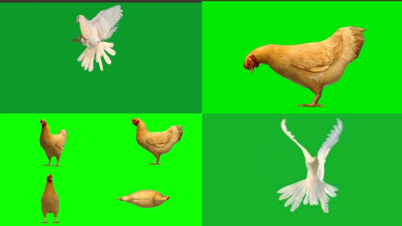 Group  pigeons Flying Green Screen Chroma effect Dove flying effects / and murgi animals React video