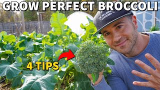 These 4 Tips Will GUARANTEE You Perfect Broccoli Heads!