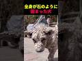 全身が石のように固まった犬 #動物 #ペット #かわいい #癒し #animals #犬