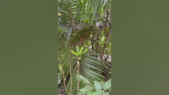 Searching for tarsiers (the world’s smallest mammal).. do you see it?? #bohol #philippines #travel