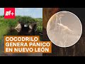 Alarma por cocodrilo avistado en Nuevo León - N+