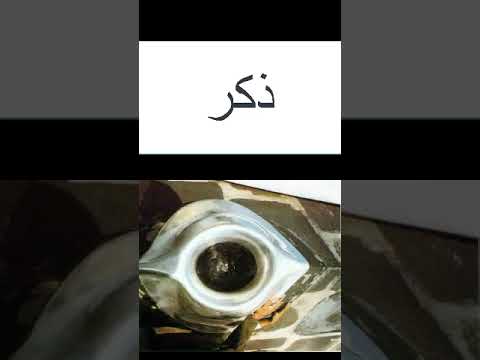 سيدى فخر الدين بالذكر يحج الفقير وهو ف بيته