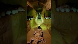 Inside a Giant Underground Gecko Colony * | Hyper-Realistic Scientific Animation