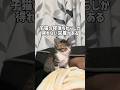 眠気と戦う子猫が一番かわいい