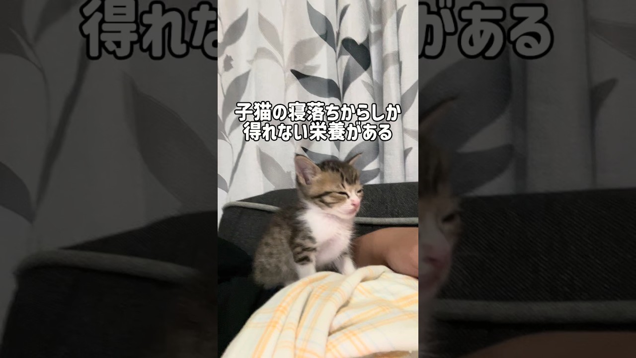 眠気と戦う子猫が一番かわいい