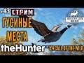 theHunter Call of the Wild #43 СТРИМ 🔫 - Гусиные Места - Ружье - Канадская Казарка