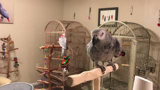 Petra the African Grey says &quot;Google. Good girl Petra, I am so proud of you. I want a pistachiooooo!&quot;