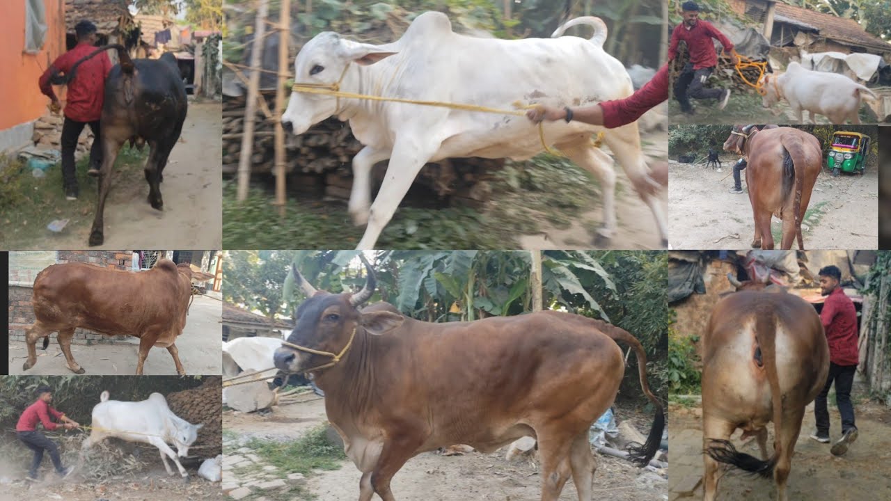 PARVEZ DAIRY FARM COWS COLLECTION FOR QURBANI GOLBARI KOLKATA COW 2026