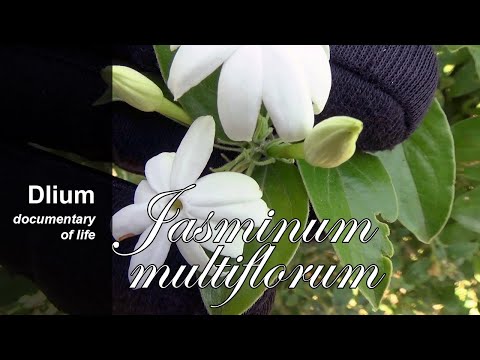 וִידֵאוֹ: Jasmine multiflorum: תמונה, טיפול ביתי
