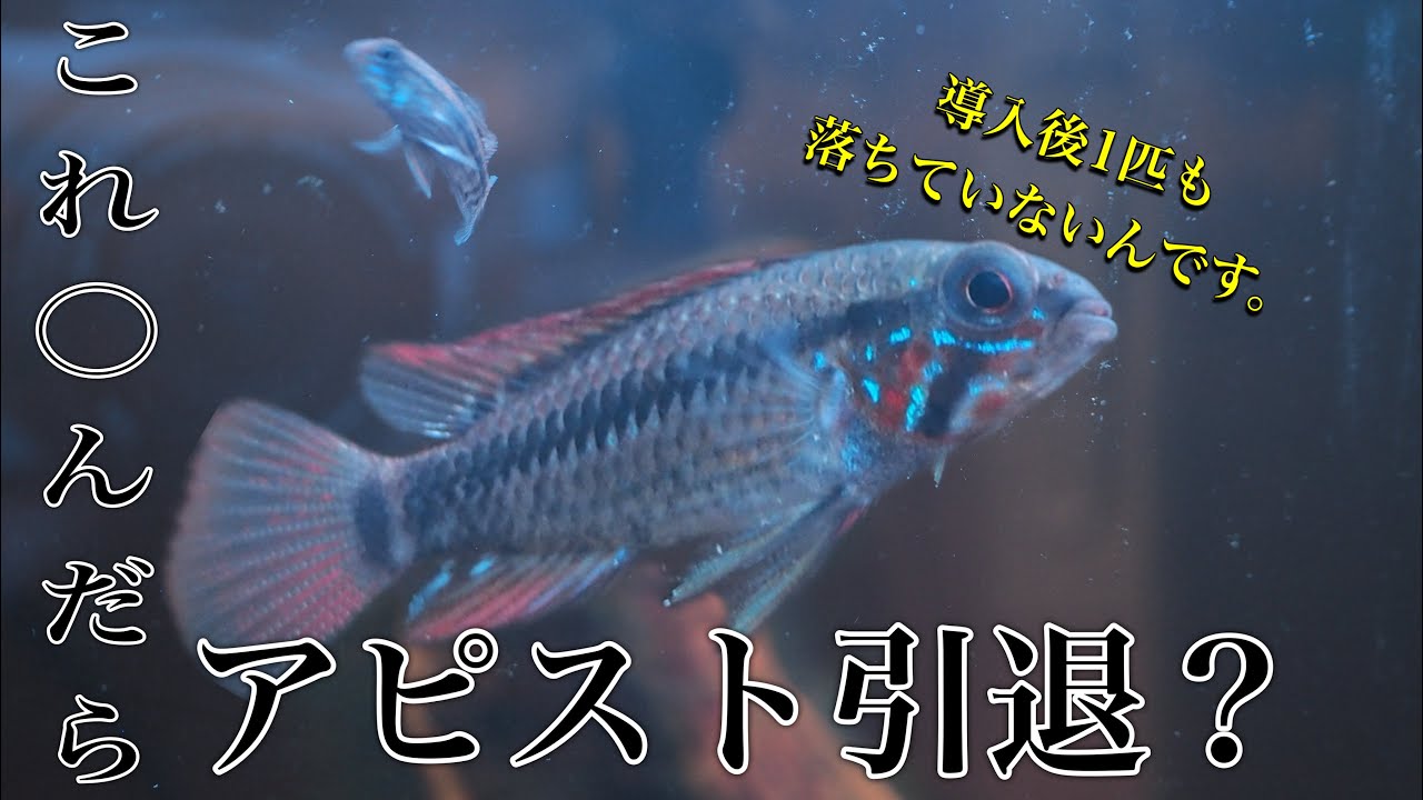 繁殖なるか!? レア過ぎるアピスト「sp.ルーテンバンド」飼育記録