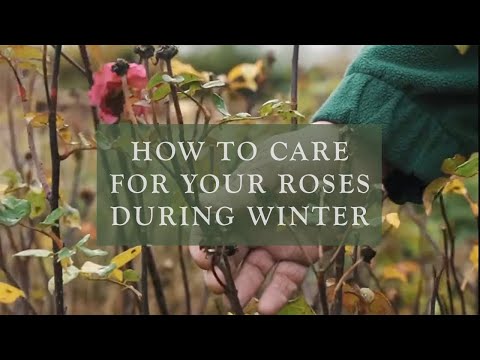 Video: Protecting Rose Of Sharon In Winter - Tips om vintervård för Rose Of Sharon