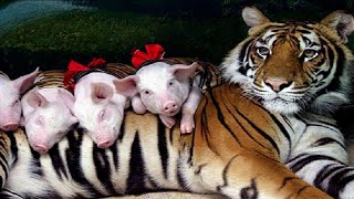 Animals raise other people&#39;s cubs.. Животные, которые воспитывают не своих детенышей.