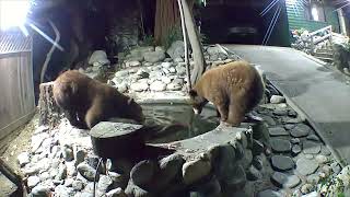 Bear Siblings Swim Together