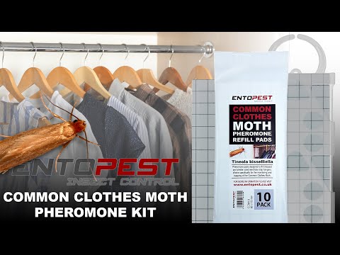 Entopest Common Clothes