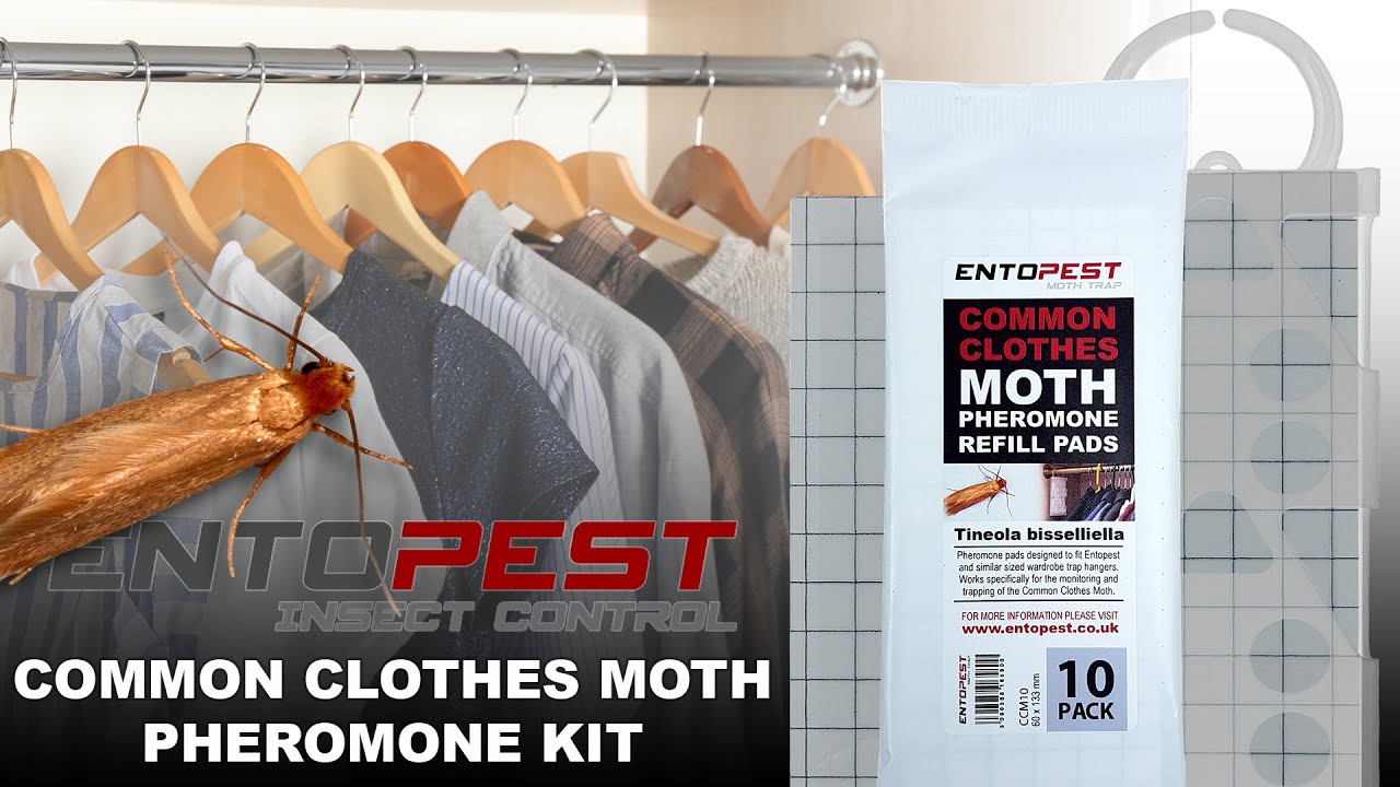 Clothes Pantry Food Moth Trap Pheromone Killer Paste Sticky Glue